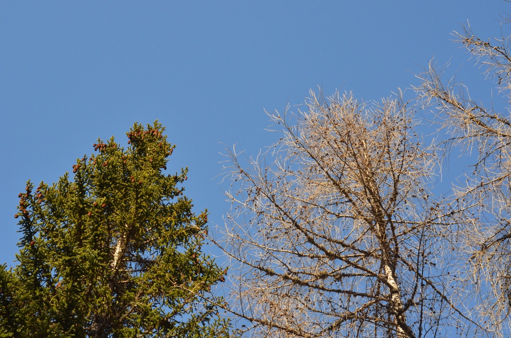 2014-03-14 Dévoluy/DSC_0152.JPG